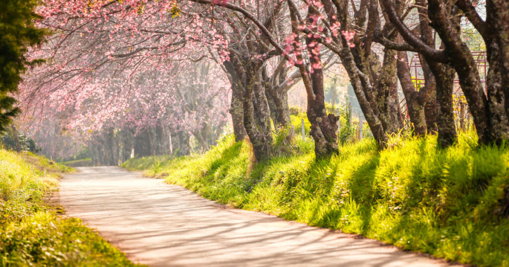 桜の花と花のトンネルかのような道