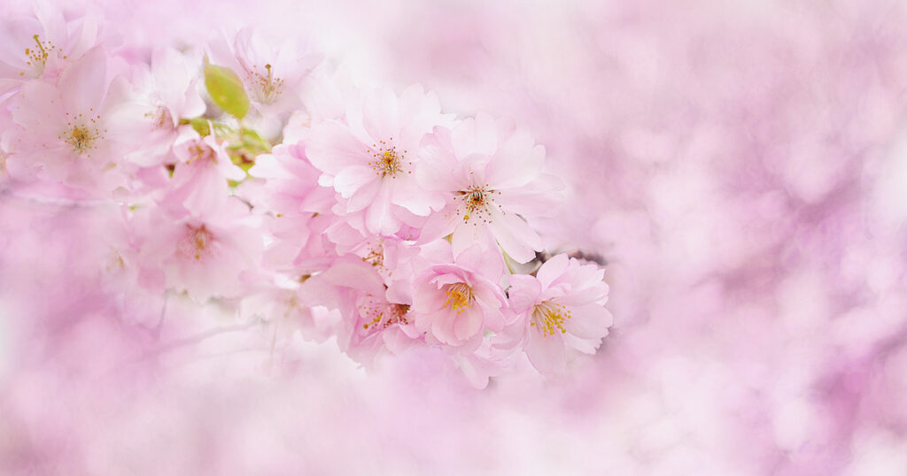 桜の枝と花
