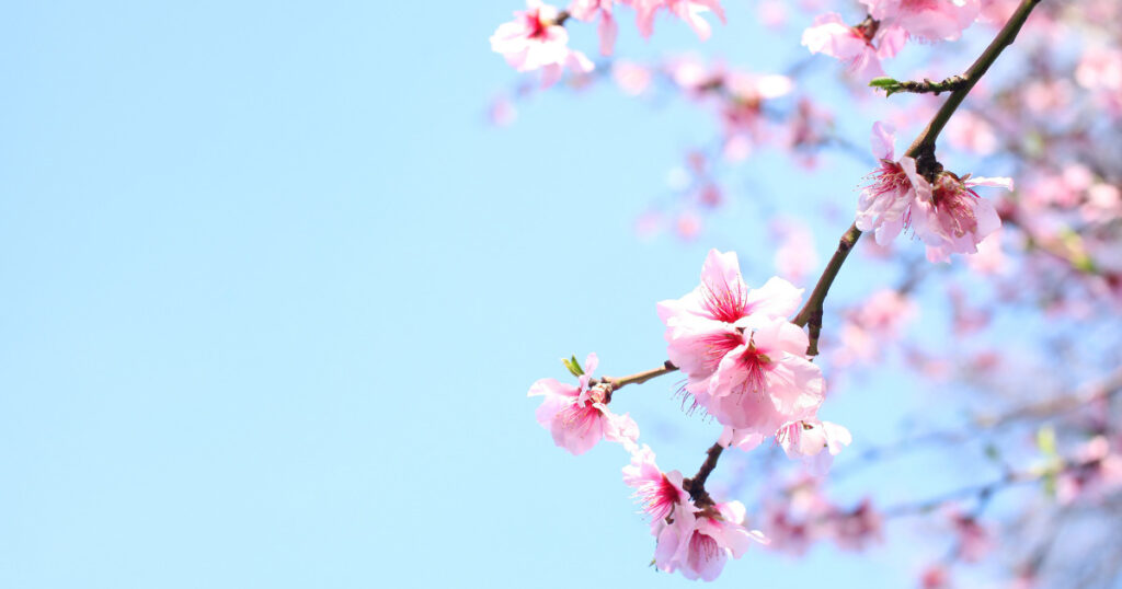 桜の枝と花と青空