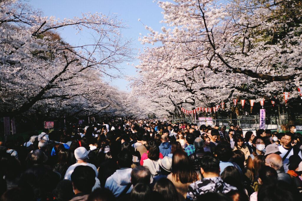 上野公園の満開の桜と花見客